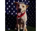Adopt Rocky a Carolina Dog