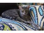 Adopt Louise a Tabby, Oriental Tabby