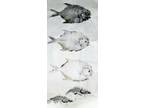 Tres Pompano Gyotaku with Shrimp Print 30 x 13.5 in