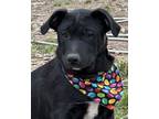 Adopt Saylor LOWER FEE!! a Labrador Retriever, Retriever
