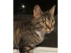 Adopt Suzie a Domestic Short Hair, Tabby