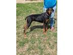 Adopt Selma a Doberman Pinscher