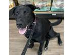 Adopt Mila a Dutch Shepherd, Retriever