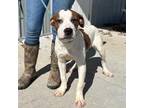 Adopt Tony a Boxer, Pit Bull Terrier