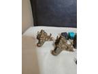 Antique Vintage Lot Of 18 Brass And Steel LION CLAW Table Feet Tips,assortment.