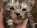 Maine Coon Kittens