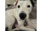 Adopt Lula a Dogo Argentino