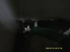 Adopt Aria a Domestic Short Hair