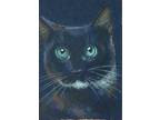 Aceo Orig Tuxedo Black White Cat Kitten Blue Eyes Twofrogfarm Impressionism