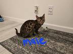 Bengal Kittens REDUCED
