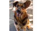 Adopt Zion a German Shepherd Dog