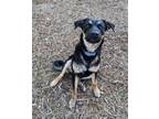 Adopt Boudreaux a Rottweiler