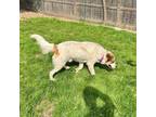 Adopt Magellan a Australian Shepherd, Mixed Breed