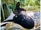 Adopt Miles (Lila's Litter) a German Shepherd Dog, Pit Bull Terrier