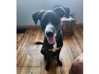 Adopt Chase (aka Billings) (Lila's Litter) a German Shepherd Dog