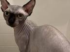Deal Bambino Sphynx Male Cat Black Solid Color