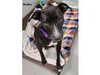 Adopt Hadley a Black Labrador Retriever
