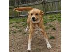 Adopt Grace a Golden Retriever, Cattle Dog