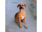 Adopt Elle a Boxer