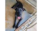 Adopt Rosalie a Boxer