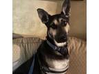 Adopt Zoro a German Shepherd Dog
