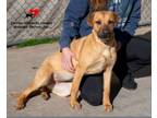 Adopt Aimee a Retriever