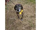 Adopt Samuel SCP a Mixed Breed, Plott Hound