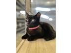 Adopt Dada a American Shorthair