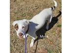 Adopt Mynx a Dachshund