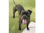 Adopt GEORGE a American Staffordshire Terrier