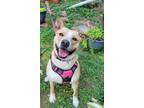 Adopt Puddin' a Labrador Retriever, Carolina Dog