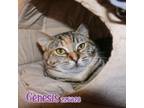 Adopt GENESIS a Domestic Short Hair