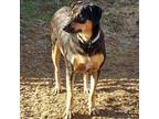 Adopt Phoebe a Rottweiler, Doberman Pinscher