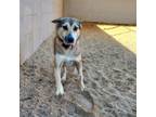 Adopt Sorayla a Carolina Dog, Mixed Breed
