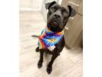 Adopt ZUZU a Pit Bull Terrier
