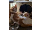 Adopt Bambi a American Shorthair