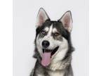 Adopt COBY a Siberian Husky