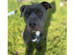 Adopt LEO a Staffordshire Bull Terrier
