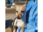 Adopt JuneBug a Shiba Inu