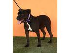 Adopt MOROCHA a Labrador Retriever, Mixed Breed