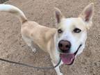 Adopt GRENDA a Husky, Mixed Breed
