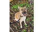 Adopt Liberty ("Libby") a Belgian Shepherd / Malinois, German Shepherd Dog