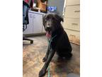 Adopt Abbey a Labrador Retriever