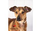 Adopt Jay AKA Max a Hound