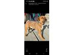 Adopt Little "Buddy" Brown Dog a Carolina Dog