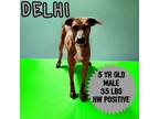 Adopt Delhi a Greyhound, Mountain Cur