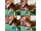 Adopt Junior a Dachshund, Terrier