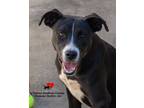 Adopt Eva a Retriever