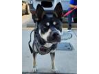 Adopt VALENTINA a German Shepherd Dog, Siberian Husky
