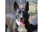 Adopt RAVEN a Australian Kelpie, Mixed Breed